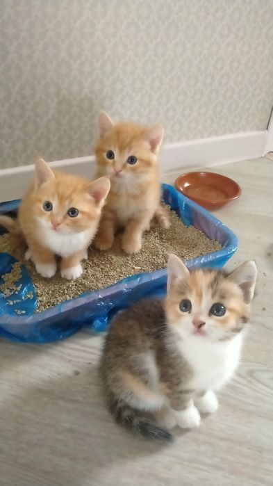 Отдам котенка рыжего