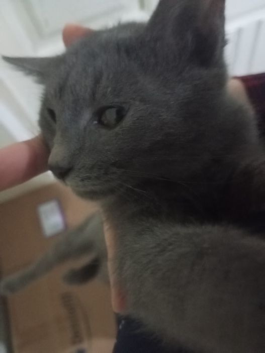 Домашняя кошка на хорошие руки