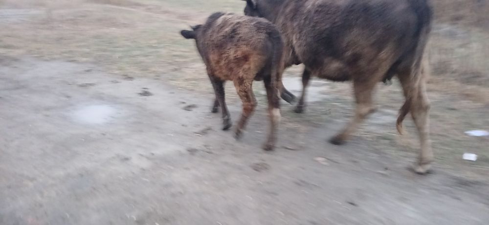 Продам бычка подсосный