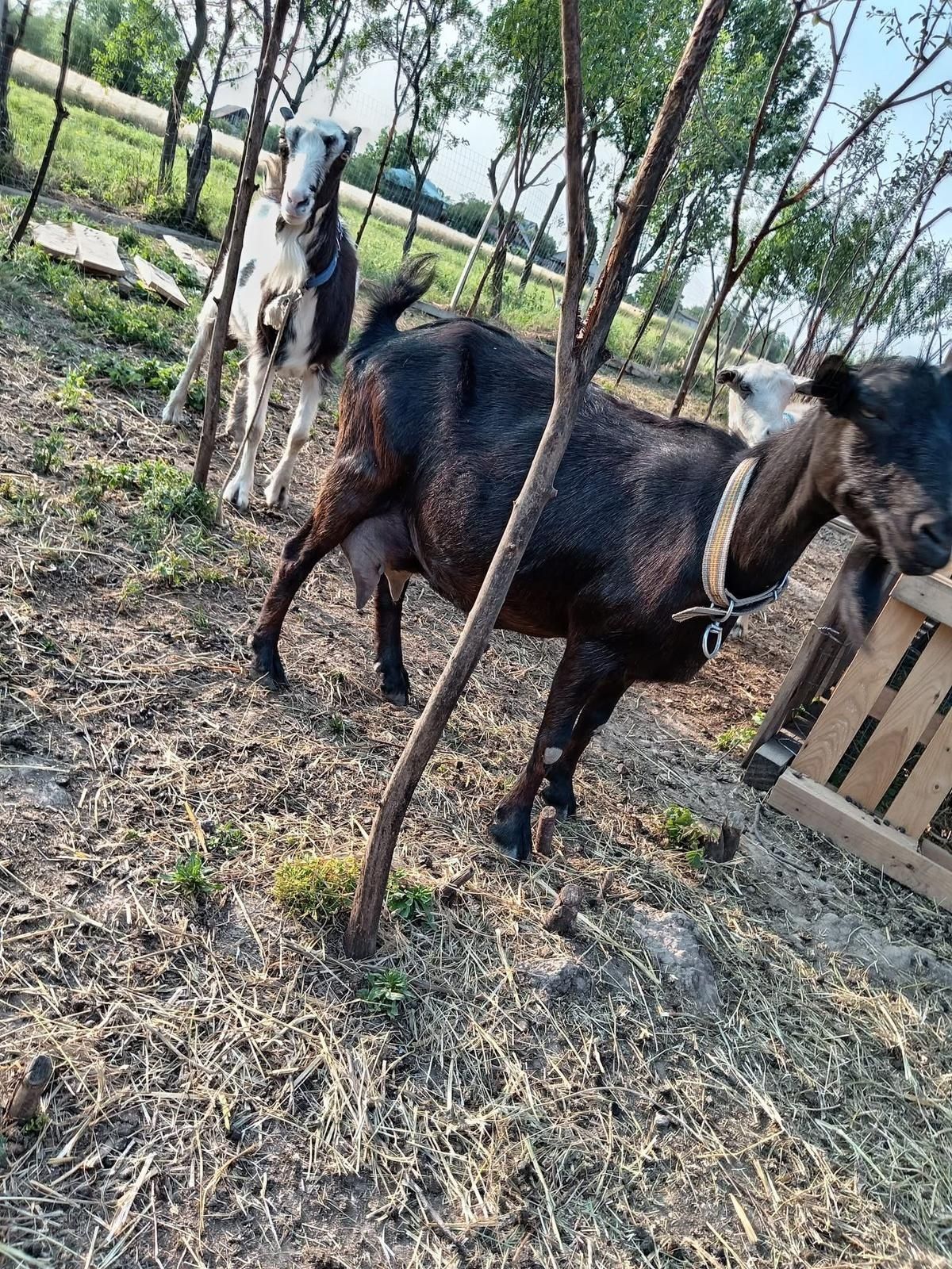 Vând capre bune de lapte.