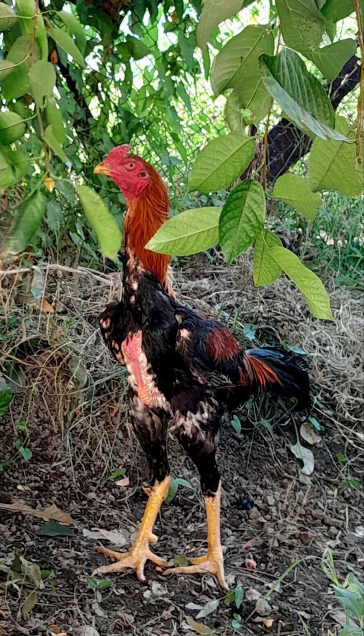 Dakan xo'roz jo'ja sotiladi