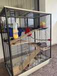 vand sobolani domestici cu tot cu cusca si accesorii
