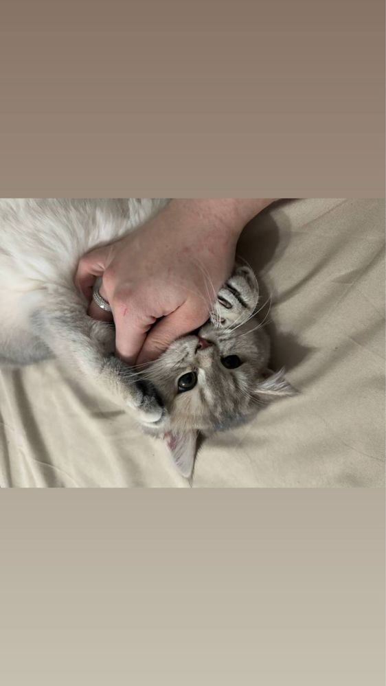 Приглашаем кошечек на вязку