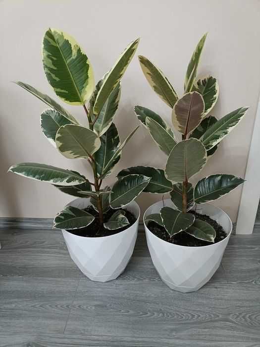 Ficuși în degrade 1m la bucată