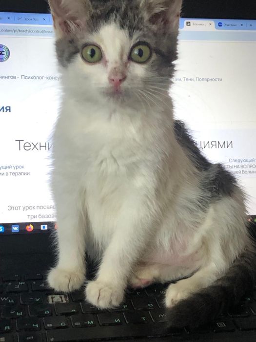 Отдам котенка в добрые руки