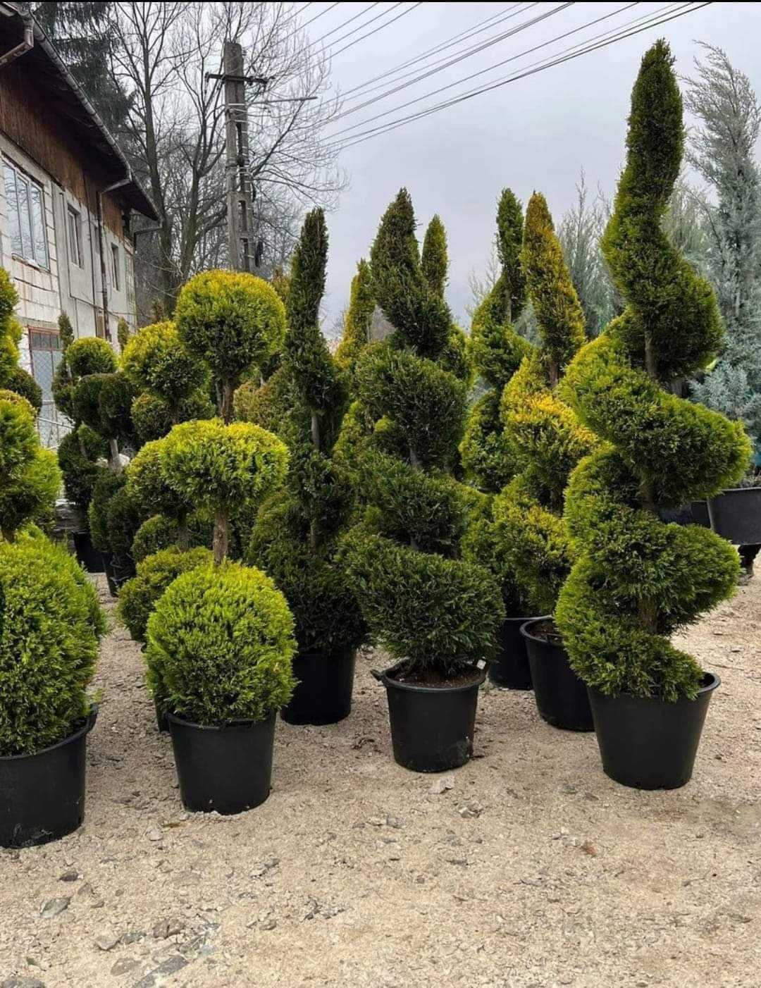 Leylandii Cupressocyparis 2.70-3m