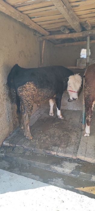 Novos buqalar 3 ta sroshniy sotladi 100 mln kami bor