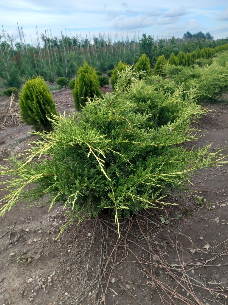 Tuia/thuja plante ornamentale