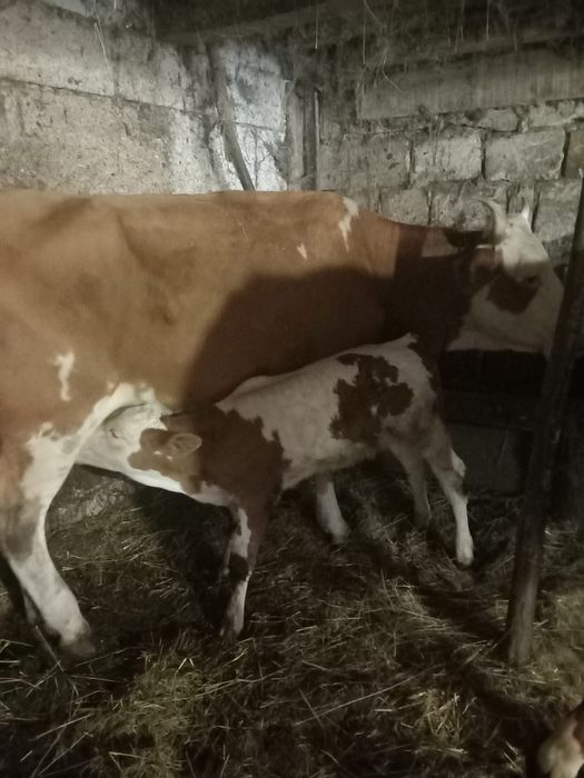Vând doua vaci și un vițel baltata