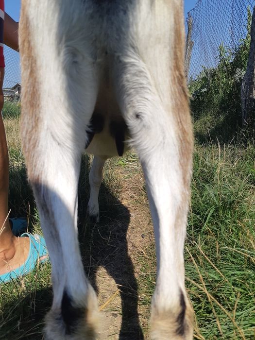 2 iedute de vânzare