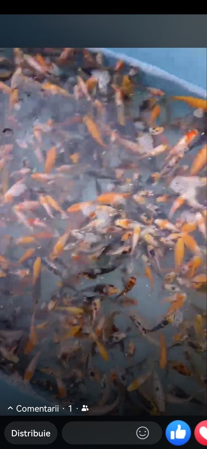 Baby carp Koi și shubunkini