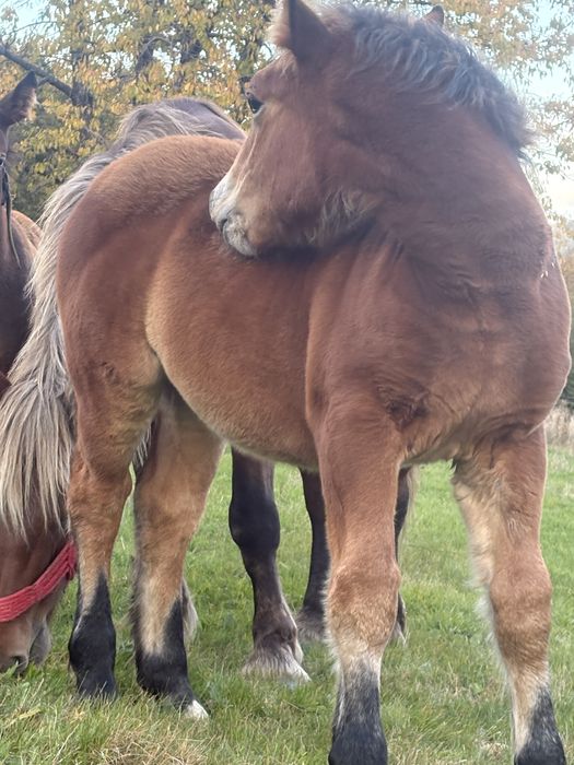 Vand manz de 4 luni jumate