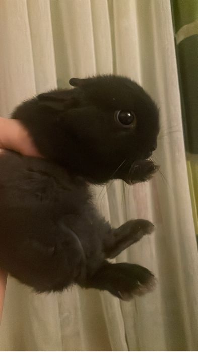 Карликовый кролик