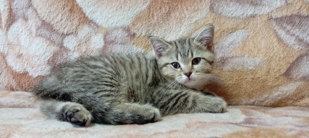 Продаётся котенок