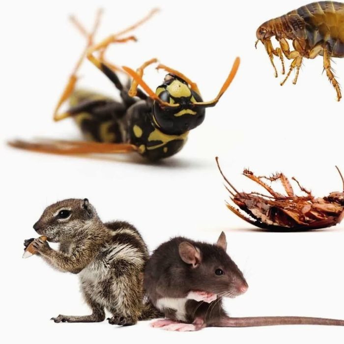 Дезинфексия хизмати 24/7