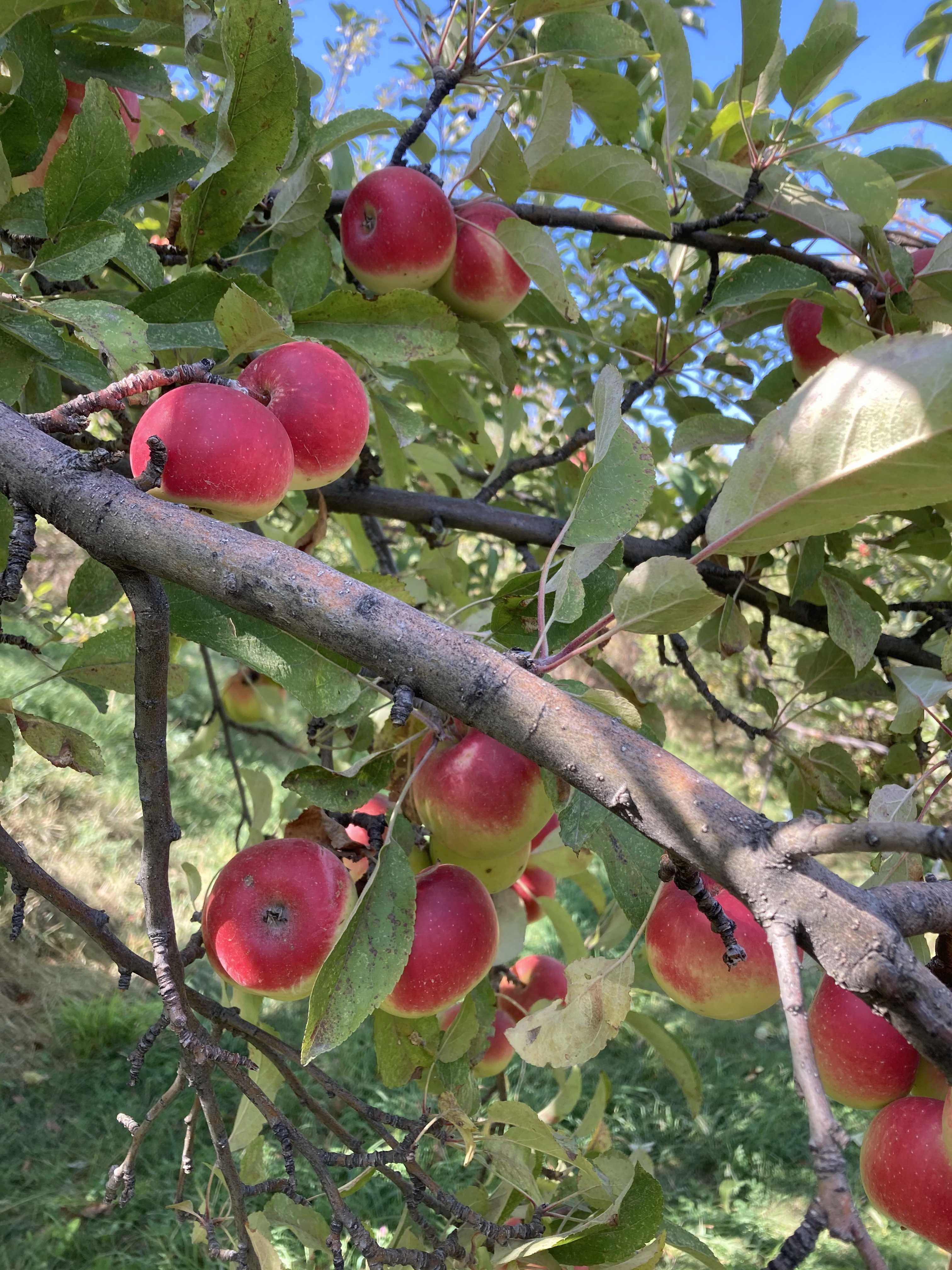 Продам свою Дачу-Дом