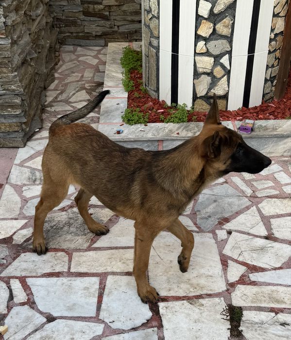 Кученца Белгийски овчарки