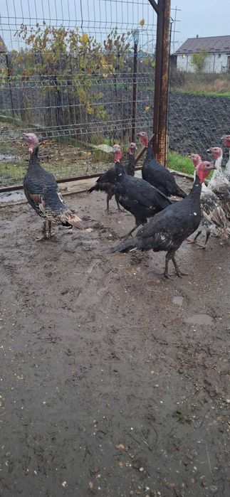 Curcani de țara crescuti natural