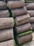 Gazon rulou plante ornamentale