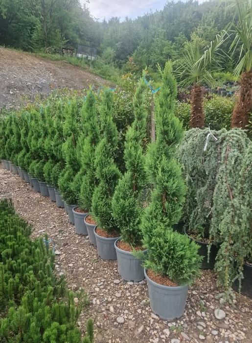 Plante Decorative mesteacăn Lylandii Tuia Brazii
