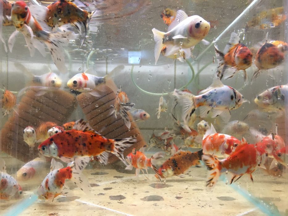 Pesti de acvariu, exotici- tetrazona, gupy , molly , platy , etc