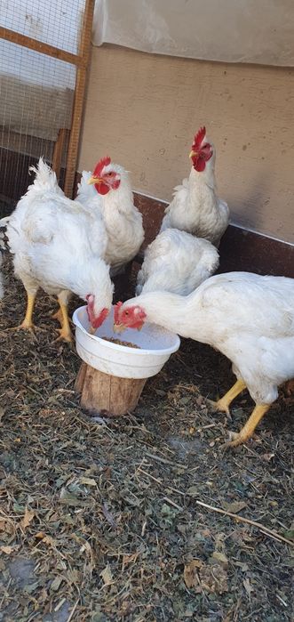 Петухи Хурозлар хонаки ва броллер