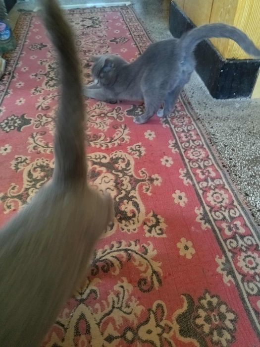 Британски късокосмести