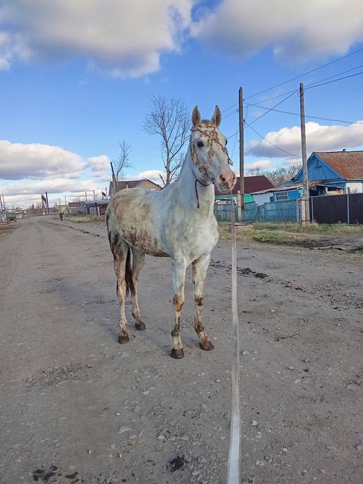 Продам элитных лошадей