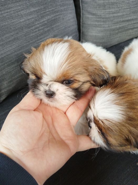 Ши тцу момченца и момиченца