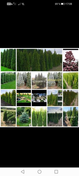 Vând tuia smarald, columnaris, leylandi, brazi, mesteacăn