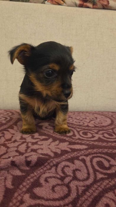Caini Yorkie De Vânzare