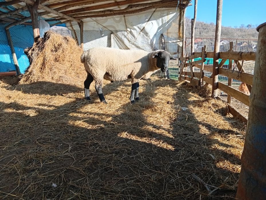 Vând berbec suffolk