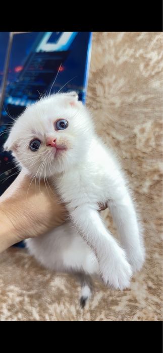 Продается котенок Президент