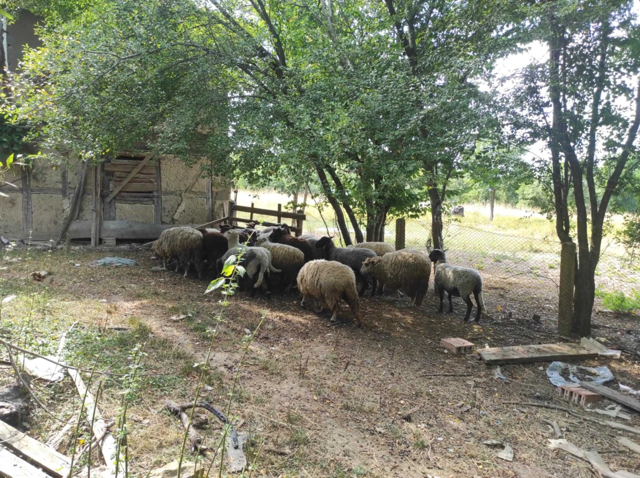 Продавам 18 овце и 2 коча