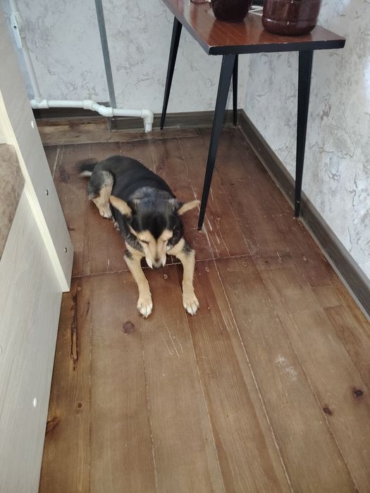 Отдам собаку в хорошие руки