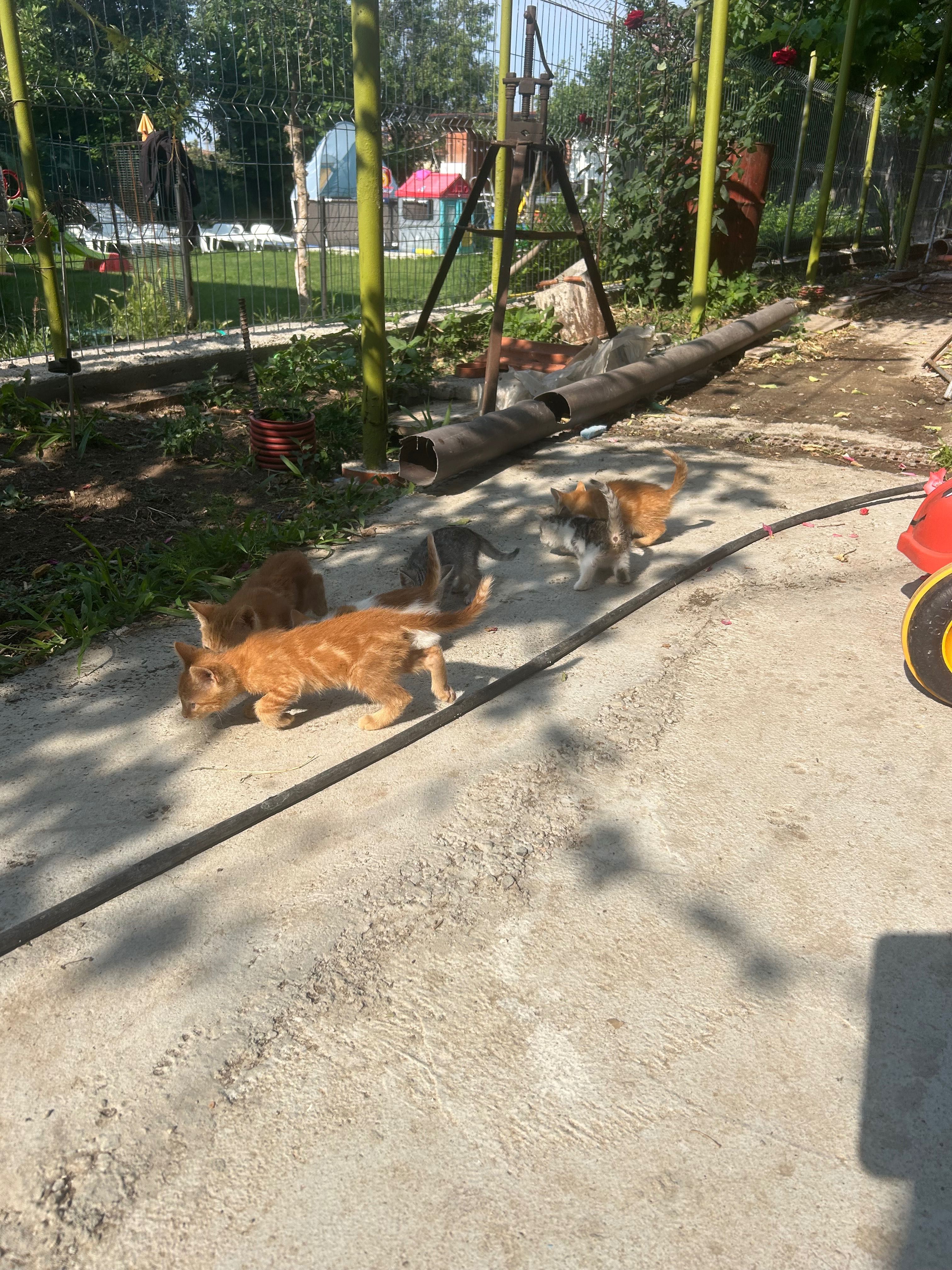 подарявам котета