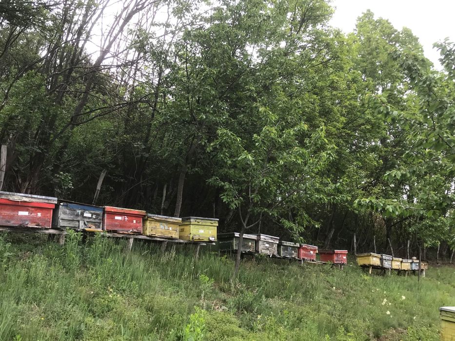 Vând famili de albine