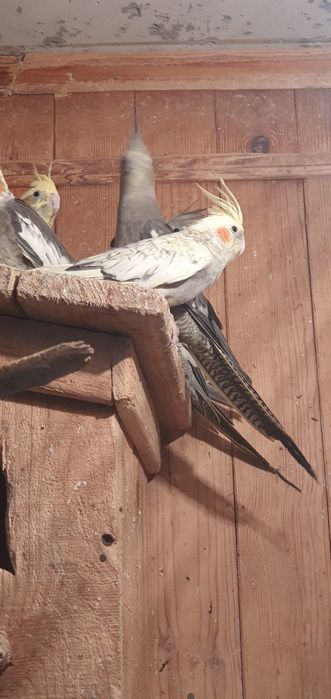 Корелла попугай в продаже