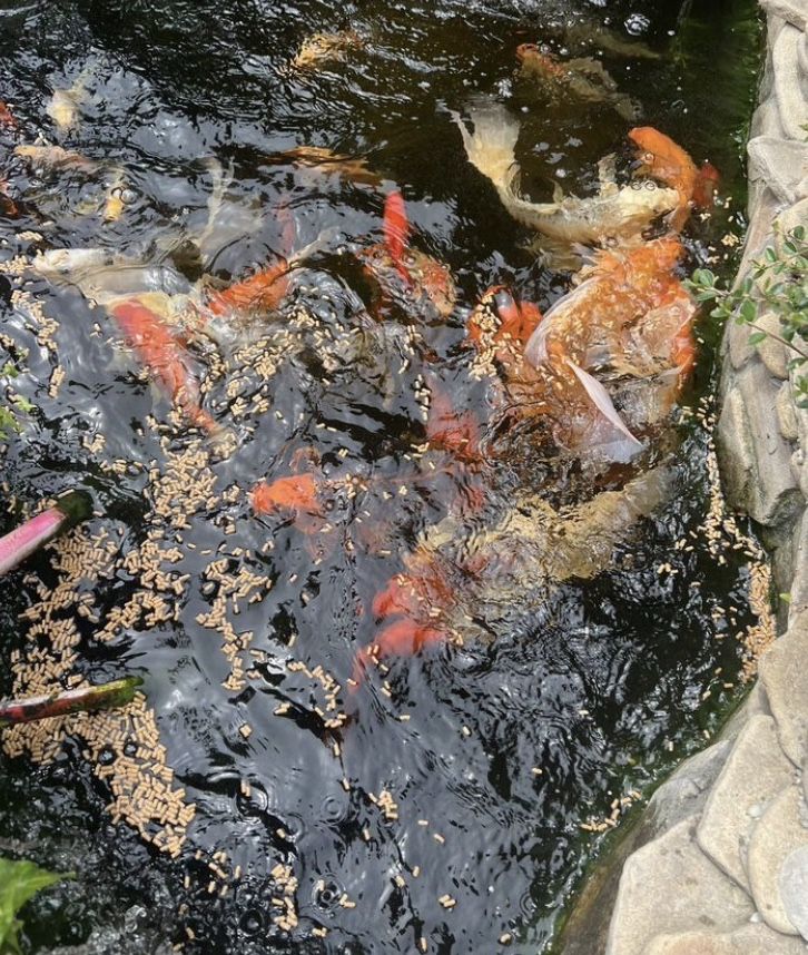 Коя кои Рыба для прудов разное размеры koi koya