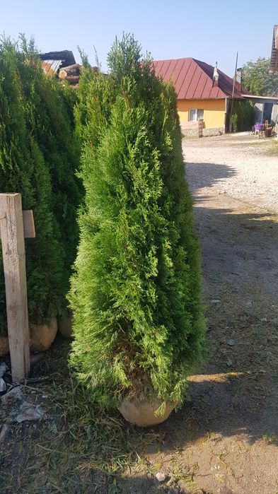 Tuia smarald 1.50m 1.70m aclimatizata calitate extra