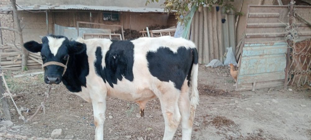 Бука Бык сотилади Кибрай Дурмен  хонаданда котта буган  7 ойлик