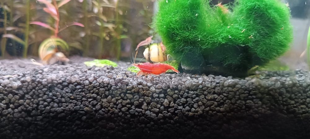 Creveti neocaridina , melci , pesti