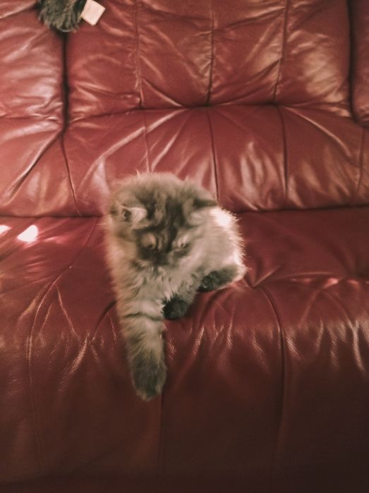 Мъжко персийско коте продавам