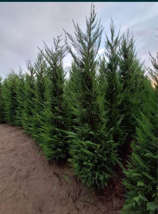 Leylandii gard viu vesnic verde livrare oriunde in tara