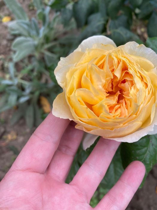 Trandafiri in ghiveci