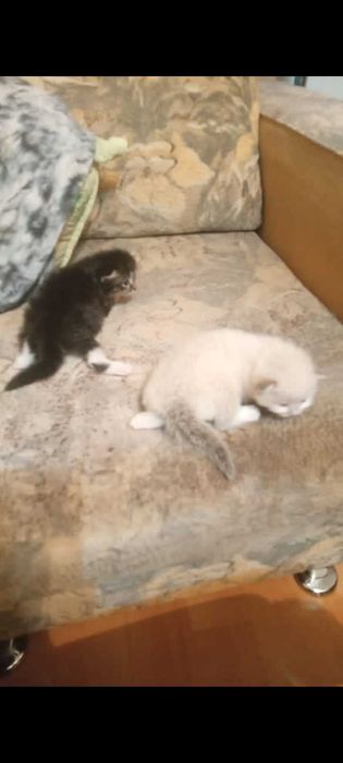 Отдаю в добрые руки котят бесплатно