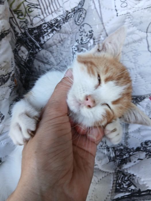 Младеж си търси дом