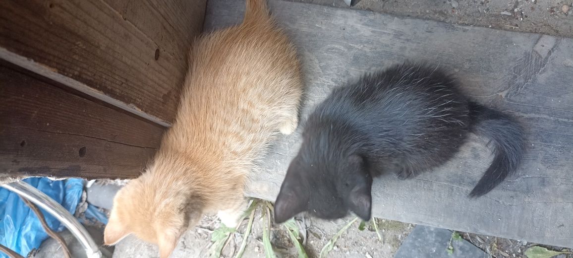 Отдам котят бесплатно