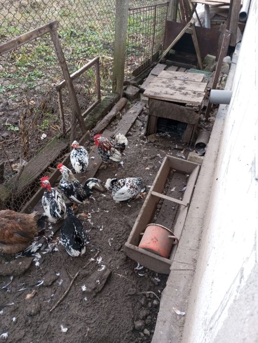 Familie de găinuțe pitici 3 găinușe și 3 cocosi180 Ron și două găini