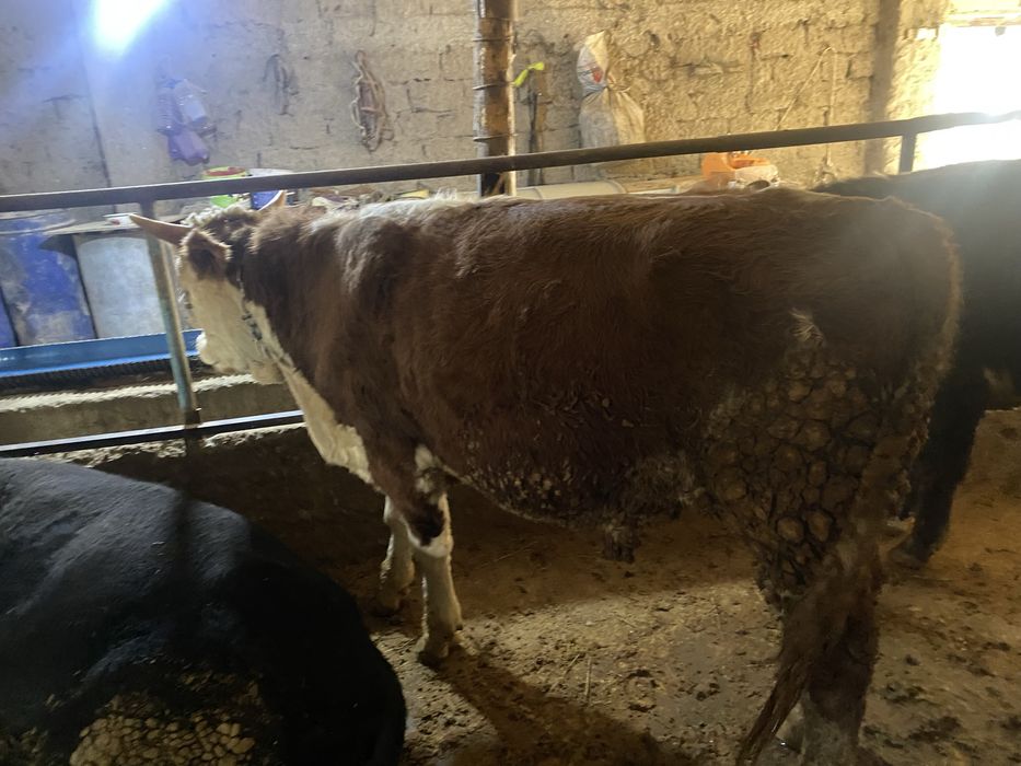 Бычки полторашки